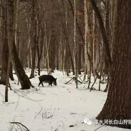 (勇者之翼online手游官网)如何玩转勇者之翼3D射击游戏？玩家必知的技巧和攻略分享