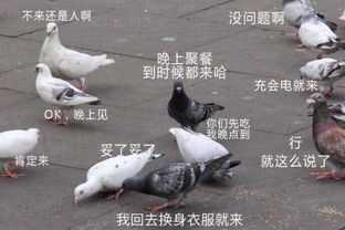 (特斯拉鸽子门)特斯拉肉鸽游戏最新版本介绍视频,全新玩法惊喜不断! (特斯拉鸽子门)特斯拉肉鸽游戏最新版本介绍视频,全新玩法惊喜不断!