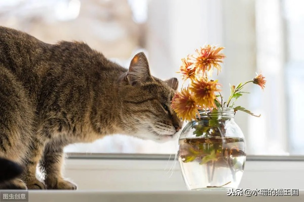 (花香对猫有没有影响)探寻花香与猫咪的秘密：SIXGOD配方获取技巧分享