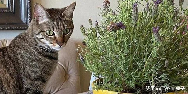 (花香对猫有没有影响)探寻花香与猫咪的秘密：SIXGOD配方获取技巧分享