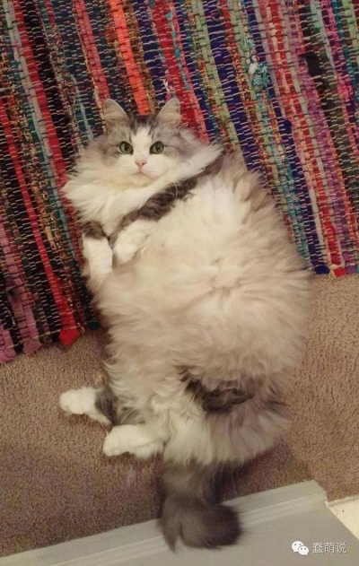 (毛最多的猫)发现最强的猫咪：世界各地拥有超凡能力的毛茸茸小伙伴