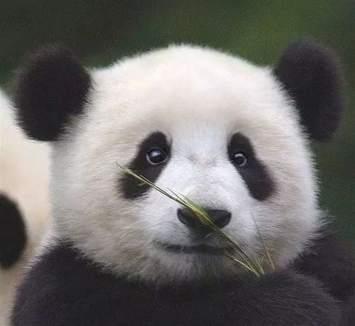 (熊猫人版本)深度剖析：熊猫人手游更新后数据回档现象引发玩家热议和关注