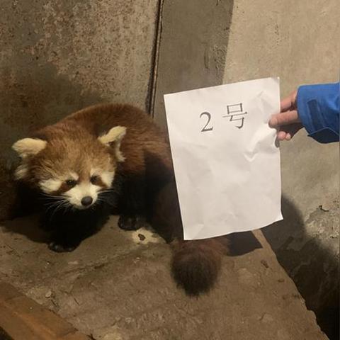 (出战追击攻略)如何在出战追击中正确设置声音以提升游戏体验和战斗效果？