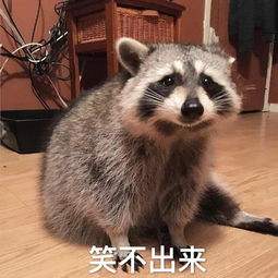 (浣熊怎么不播了)浣熊停服几天不高兴，恢复时间到底有多长？
