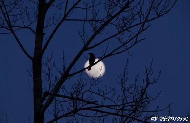 (夜深已冷回想前尘旧梦)夜深人静，忘却前夜要凉了吗？
