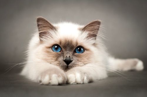 (解脱 猫)探访猫咪解忧铺手机版：如何通过可爱萌物治愈心灵疲惫？