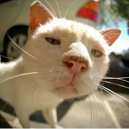 (解脱 猫)探访猫咪解忧铺手机版：如何通过可爱萌物治愈心灵疲惫？