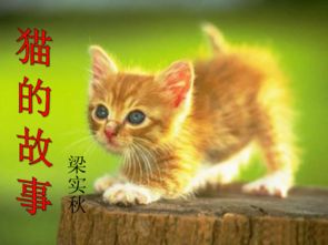 (解脱 猫)探访猫咪解忧铺手机版：如何通过可爱萌物治愈心灵疲惫？