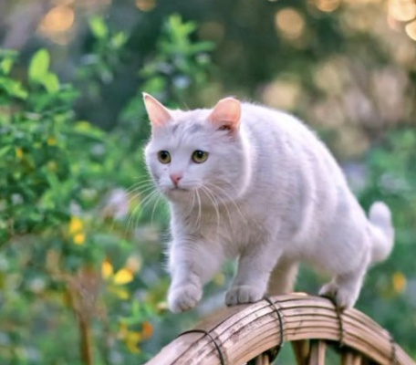 (猫咪田园ios)猫咪田园已经下架了吗？网友们惊讶不已，真相揭秘！