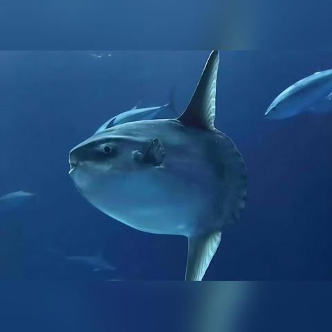 (蔚蓝,游戏)探寻蔚蓝游戏中的挑战与难度：游戏玩家们的挑战之旅