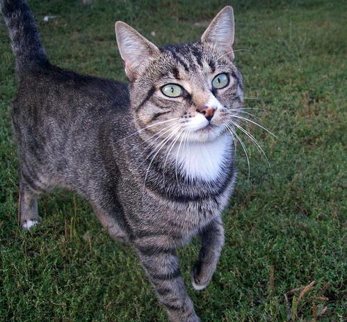 (田园猫和狸猫有什么区别)田园猫和狸花猫的区别：如何分辨它们在外表和习性上的差异？