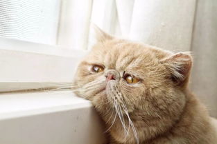 (猫语咖啡全猫咪图鉴)猫语咖啡新版2024年最新消息：全新体验等你来探索