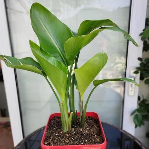 植物大联盟官方网站：专为植物爱好者打造的在线天堂和交流平台