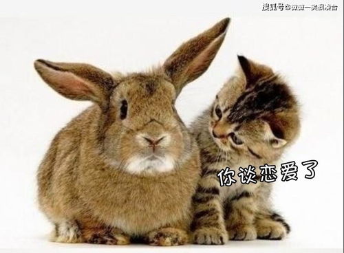 进击的兔子小姐在线高清免费观看:引领兔子时代,探寻无限可能! 进击的兔子小姐在线高清免费观看:引领兔子时代,探寻无限可能!