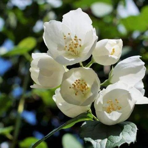 (桃源乡苦茉莉第三章)在桃源乡的静谧时光里，茉莉花香沁人心脾，生活何必苦涩？