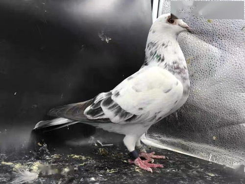 (代号鸽子)代号肉鸽折相思：离别的痛苦与无尽思念