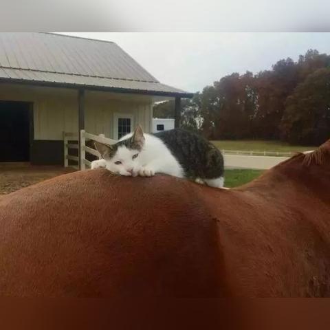 尽情体验猫咪农场模拟器无限金币，享受无限乐趣和成就的独特体验