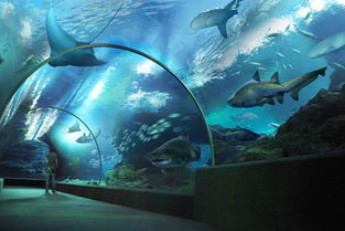 详尽探索：跨足神秘海洋世界，全面解析水族馆里的100种生机勃勃的动物种类