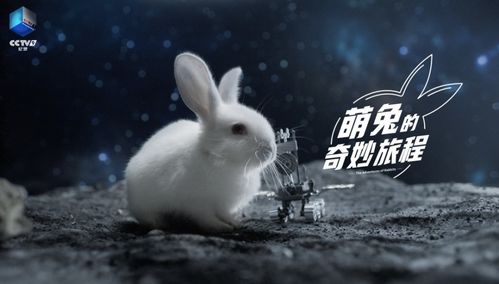 探索秒速萌兔第8关的刺激玩法和重要注意事项