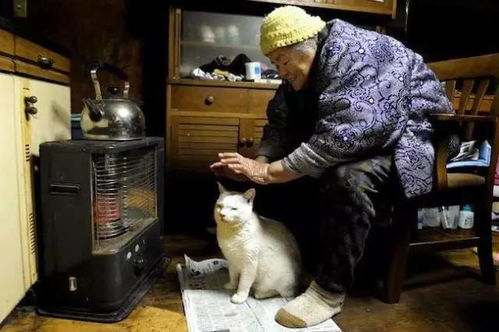 (猫婆婆的照片)猫婆婆的幸福公寓：享受无广告的宁静生活和美好时光