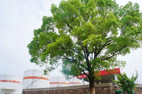(诡秘之主各序列代表人物)“揭秘《诡秘之主》中所有序列与能力的真相与奥秘”
