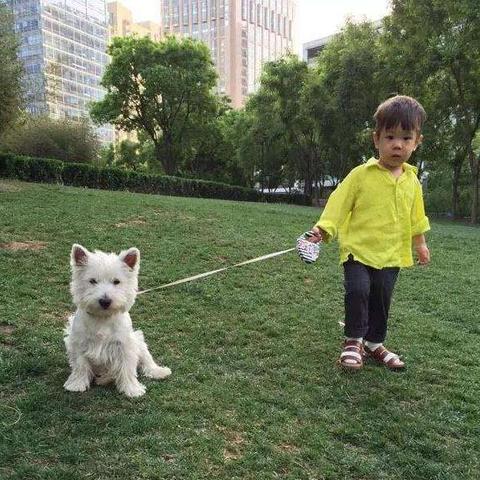 【超萌宠物陪你游西游！萌宠西游激活码领取，限时免费获取，快来领取吧！】