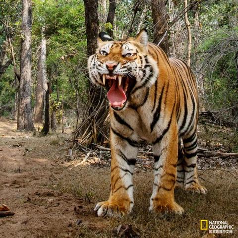 (合成猫的游戏叫什么)合成大猫大全：全球匠心合成游戏，打造你的猫王帝国