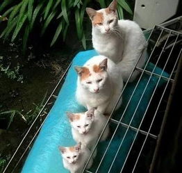 (田园猫猫舍)猫田园已下架产品名单公布：抓住机会入手稀缺珍藏！