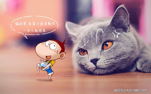 (田园猫猫舍)猫田园已下架产品名单公布：抓住机会入手稀缺珍藏！