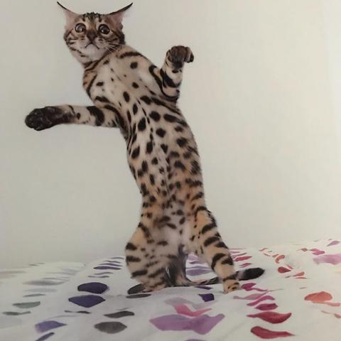 (亲吻猫咪游戏视频)亲吻猫咪游戏：在猫猫惊魂的奇幻世界中与喵星人展开冒险！