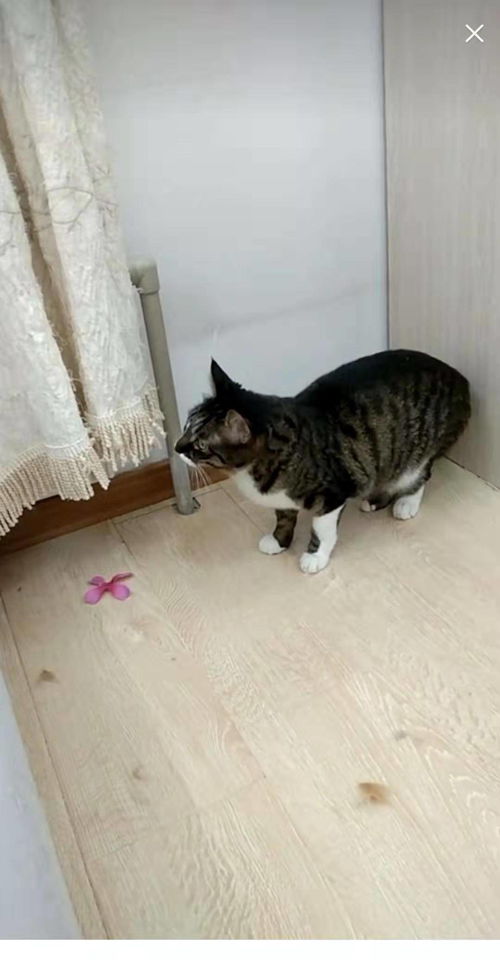 寻找尘白狸花猫工作室的详细地址和联系方式