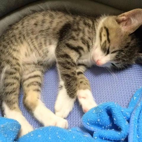 (猫咪不能带上火车怎么办)猫咪不让带上火车怎么办？探讨最佳解决方案来解决这个难题