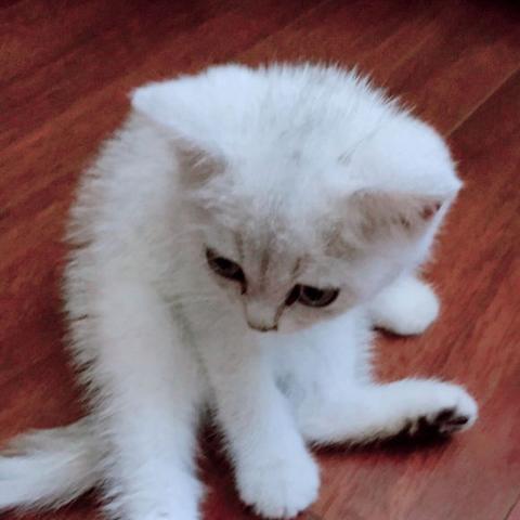 (猫咪不能带上火车怎么办)猫咪不让带上火车怎么办？探讨最佳解决方案来解决这个难题