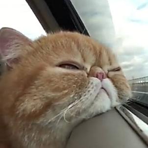 (猫咪不能带上火车怎么办)猫咪不让带上火车怎么办？探讨最佳解决方案来解决这个难题