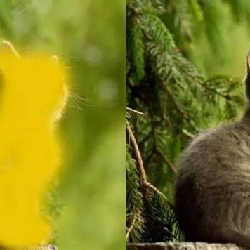 (合成 猫)合成猫究竟有多厉害？最后一只猫叫什么名字呢？