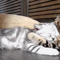 (猫咪被亲亲)猫咪被亲的时候在想什么？是否感受到主人的爱意和温暖？