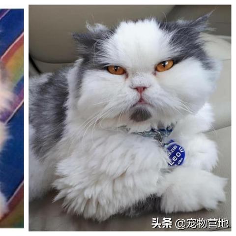 (猫咪被亲亲)猫咪被亲的时候在想什么？是否感受到主人的爱意和温暖？