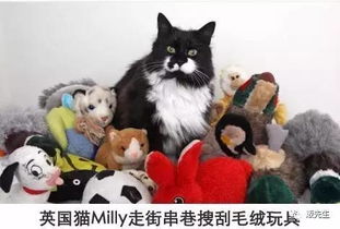 我的喵会功夫折相思：一段独特的跨物种情感故事