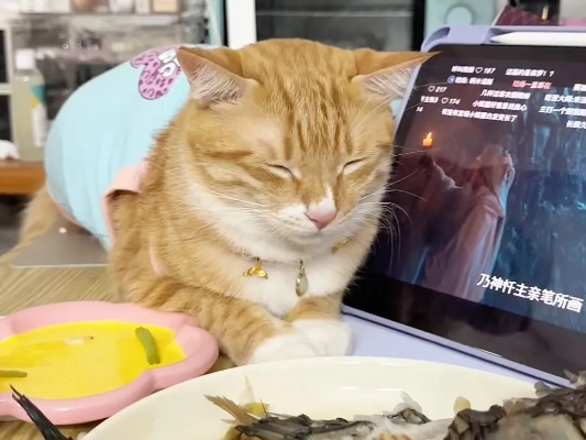我家猫开的修仙中心供应无限鱼干，猫咪们修炼之余尽享美味盛宴
