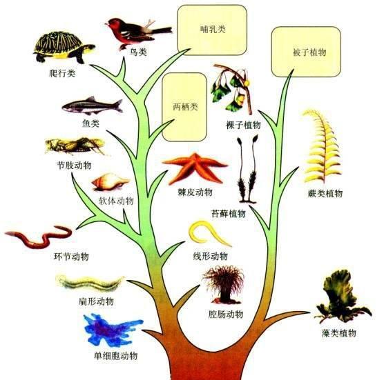 (几何进化史)探索几何进化图：揭示形状与结构在自然界中的演化与变迁