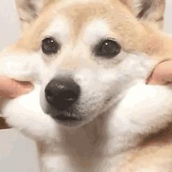 探秘狗头大作战：从松狮犬到比格犬，这些狗头带你进入萌萌世界