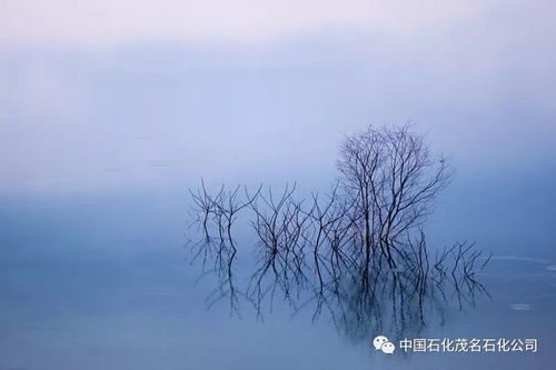 (冬日苍茫的句子)冬日苍茫，寂静而厚重，树枝枯黄，风吹过以白雾弥漫。