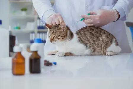 (长期和小猫亲密接触会导致你生病吗视频)长期和小猫亲密接触会导致你生病吗？