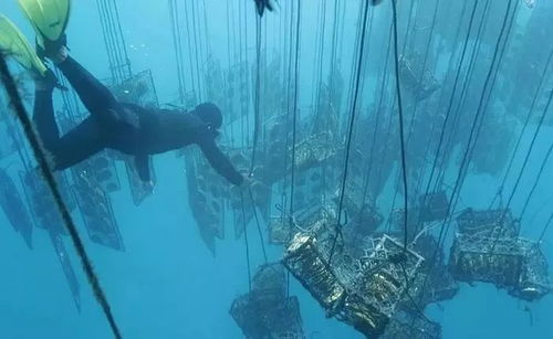 (潜水员探索海底世界)我的潜水日记：探索海底奇妙世界的神奇旅程（20个字符）