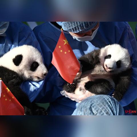 萌龙大乱斗繁育表详解：教你如何快速培育最强萌龙与获取稀有品种