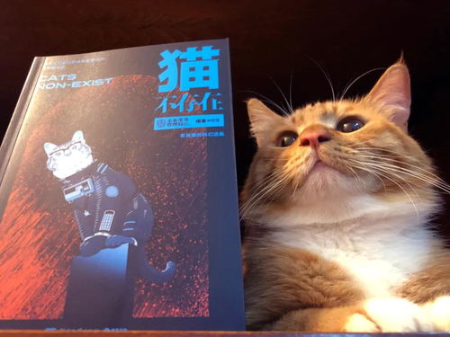 探秘《猫猫西游记》：一段神奇之旅带你领略融入经典文学的奇幻世界