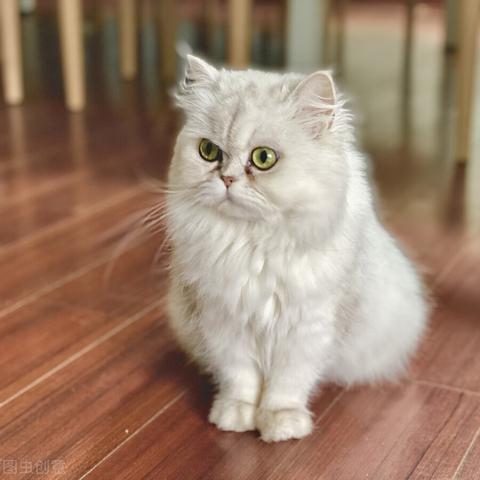 (田园猫的性格和对主人的情感)田园猫的性格特点及适合当宠物猫养吗？