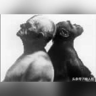 完全攻略：圣灵之境ur亵渎领主全方位培养秘籍，解析角色升级与技能提升关键点