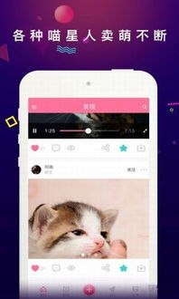 (猫咪公寓2攻略)为什么猫咪公寓2停止更新？用户疑问大解析，原因曝光！