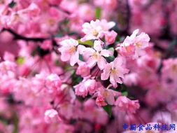 (樱花校园作2021弊菜单中文版)探秘樱花校园作弊菜单MOD正版下载: 终极破解学习利器